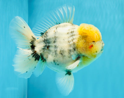 AAA Grade Godzilla White Tiger Oranda Male 6.5 inches #022726OR_10