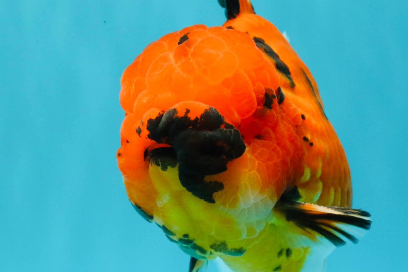 AAA Grade Jumbo Tiger Oranda Male 7.5 inches #031326OR_01