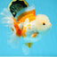 AAA Grade BEAUTY Red White Oranda Female 6.5 inches #100325OR_13