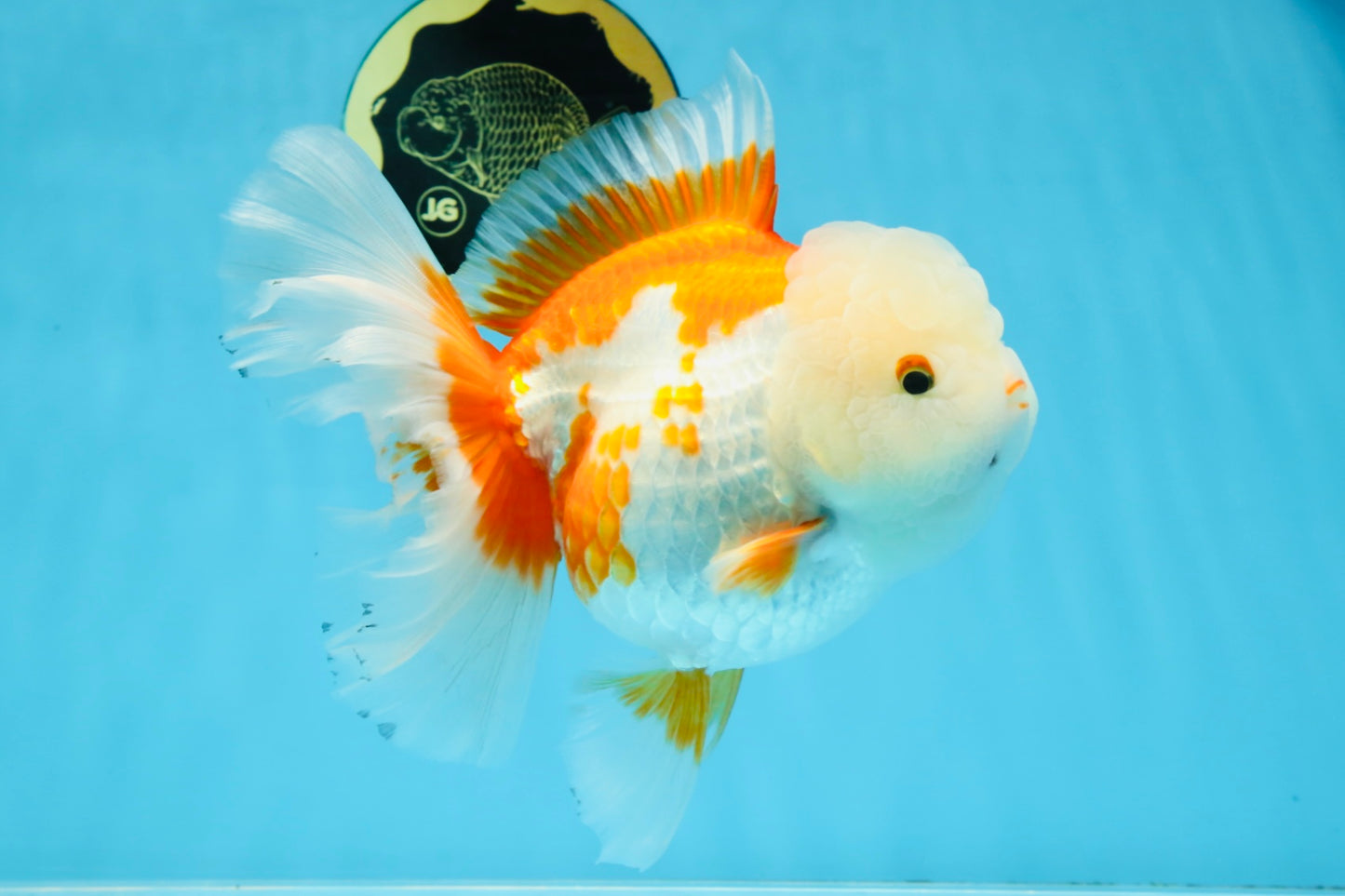 AAA Grade BEAUTY Red White Oranda Female 6.5 inches #100325OR_13