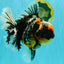 SPECIAL AAA Grade Special Kirin Oranda Male 7-7.5 inches #070326OR_04