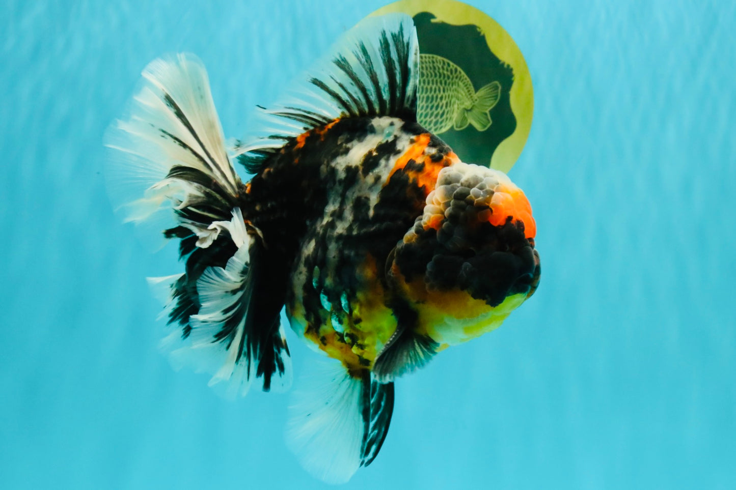 SPECIAL AAA Grade Special Kirin Oranda Male 7-7.5 inches #070326OR_04