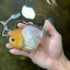 White Button Eyes Oranda Female 5 inches #080825OR_10