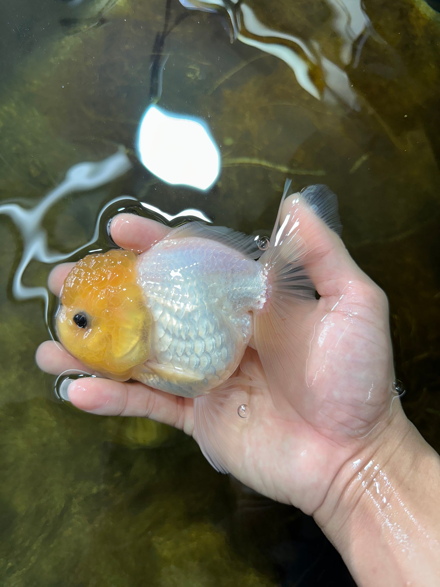 White Button Eyes Oranda Female 5 inches #080825OR_10