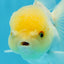 A Grade White Oranda Male 5 inches #060625OR_28