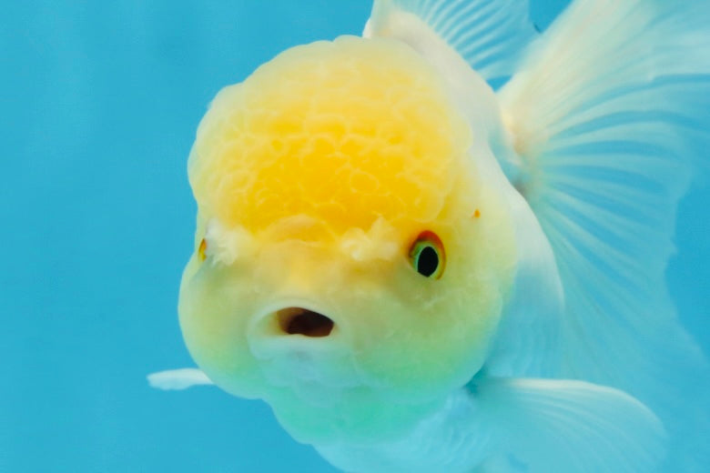 A Grade White Oranda Male 5 inches #060625OR_28