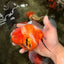 CHONKY A Grade Sakura Oranda Male 6 inches #070626OR_13