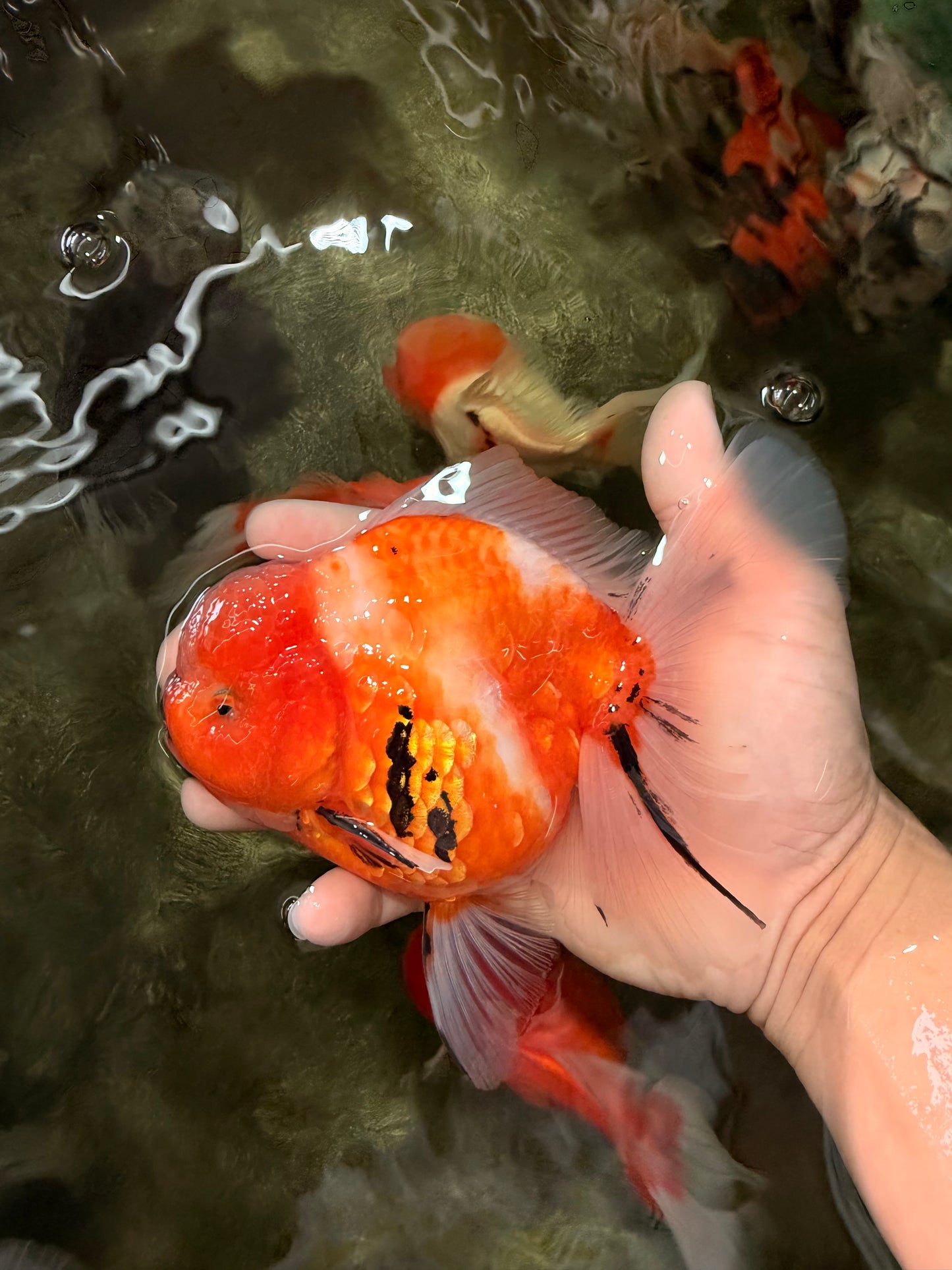 CHONKY A Grade Sakura Oranda Male 6 inches #070626OR_13