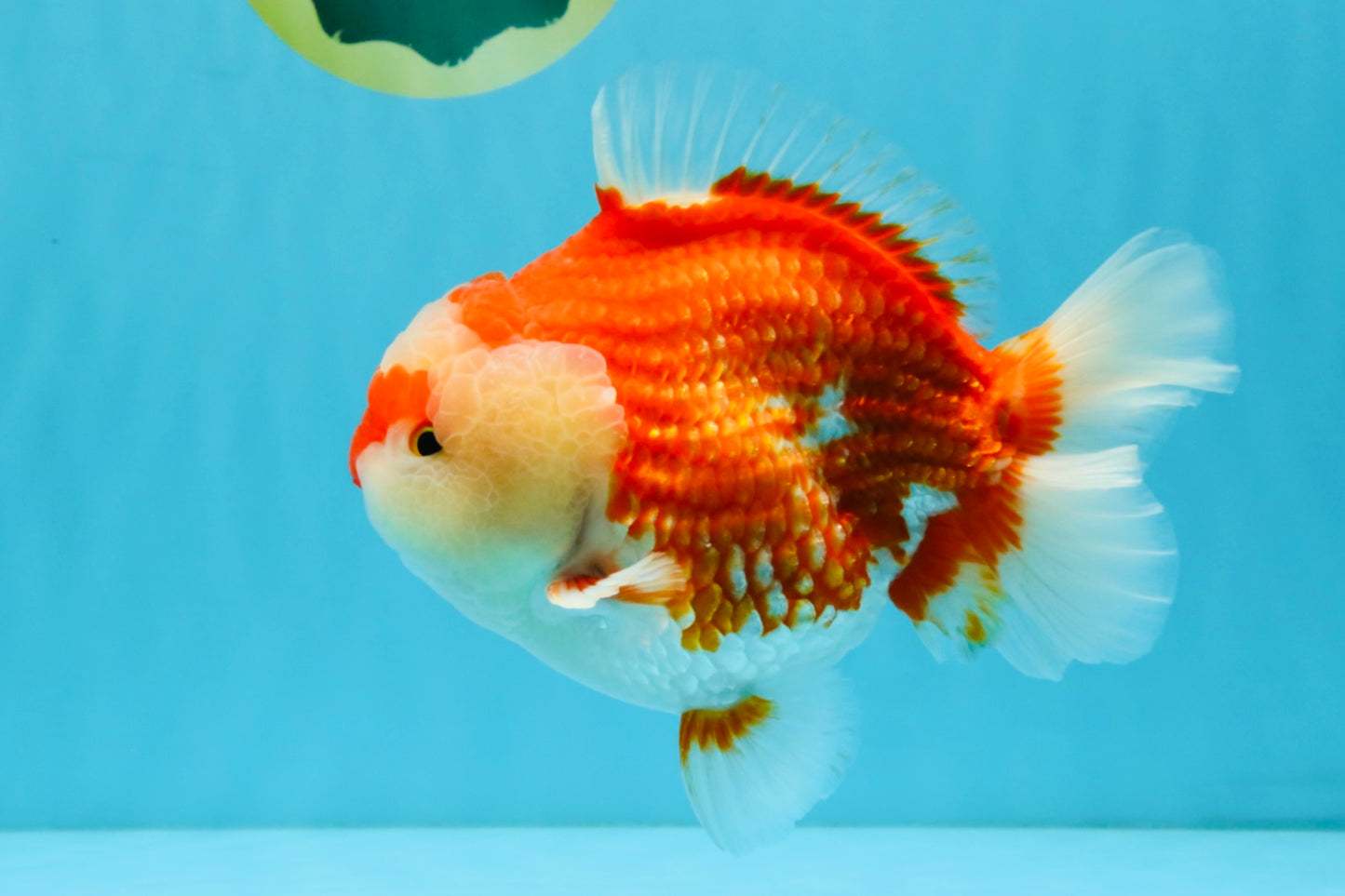 RED HEART A Grade Red White Yuanbao Male 6 inches #032726YB_05