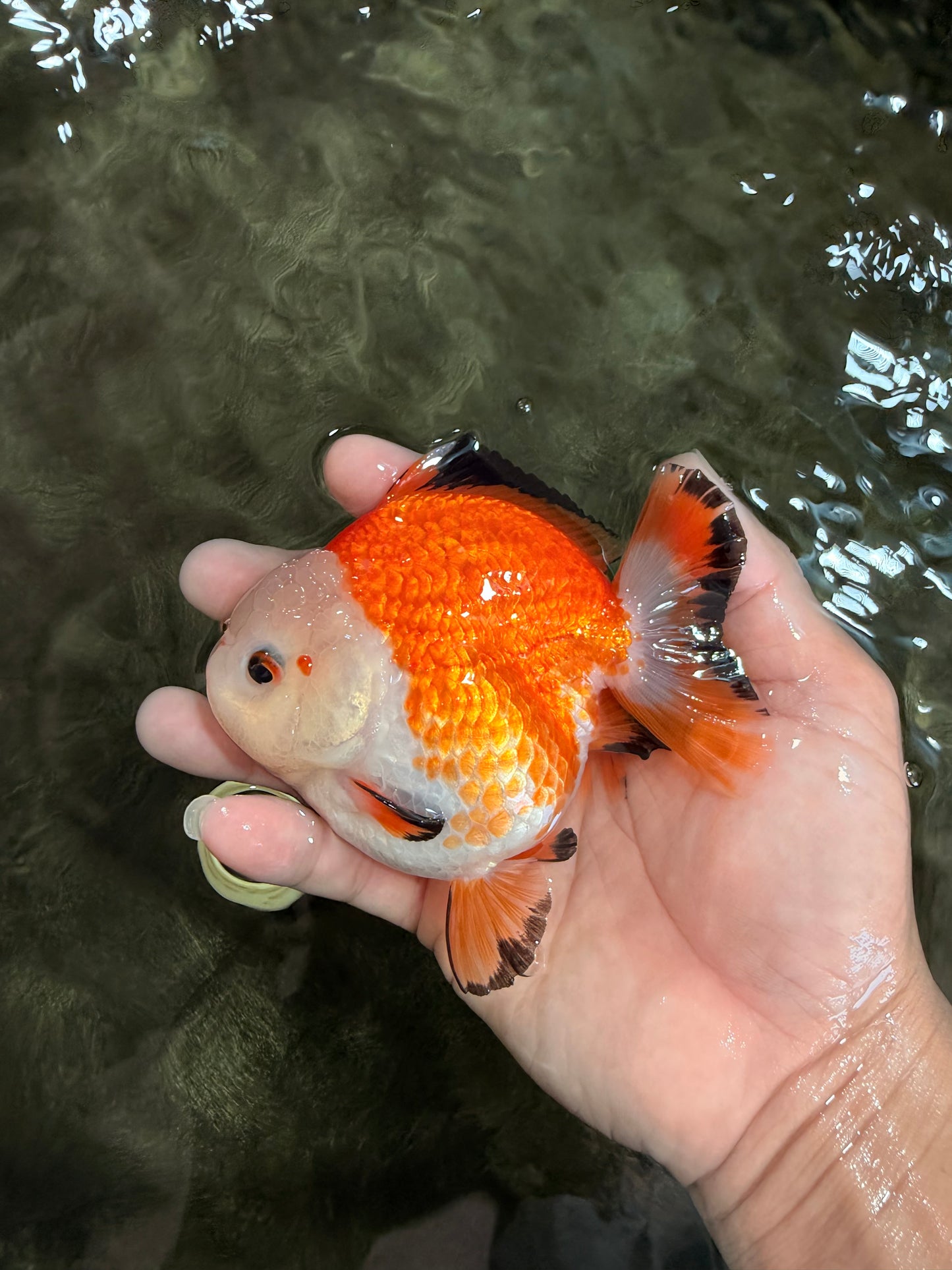 AAA Grade Red White Yuanbao Female 4-4.5 inches #080726YB_24