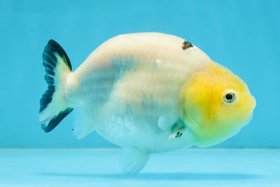 A Grade Milk Cow Ranchu Female 4.5 inches #101025RC_14