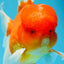 A Grade Gentle Giant Sakura Oranda Male 5.5-6 inches #062025OR_21