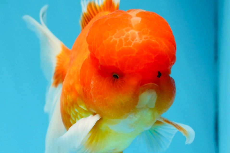 A Grade Gentle Giant Sakura Oranda Male 5.5-6 inches #062025OR_21