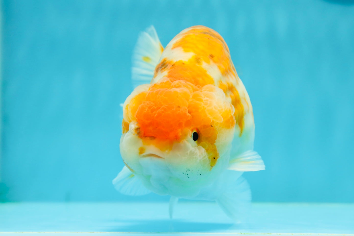 Sakura Blue Base Ranchu Female 5.5 inches #0126RC_04