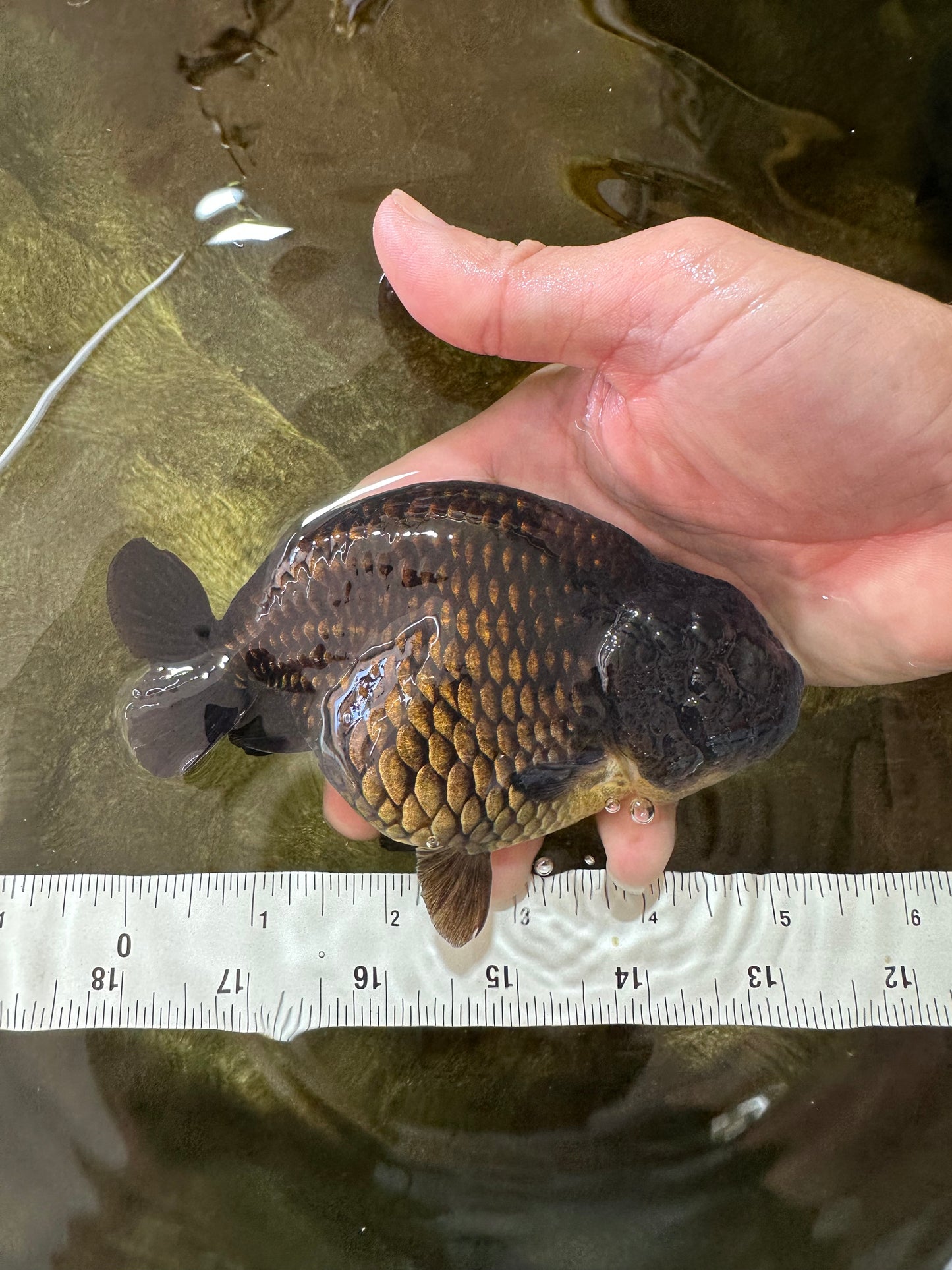 AAA Grade Black LionQueen 5 inches #062725LC_05