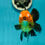 Apache (Black Orange) Pompom Button Eyes  Oranda Female 5.5 inches #110124OR_03