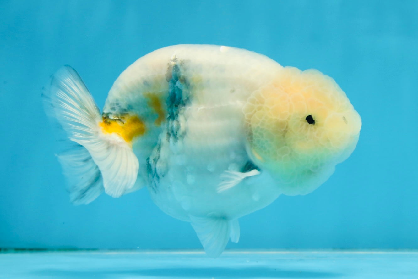 A Grade Marble LionKing Male 4.5-5 inches #070425LC_12