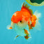 SPECIAL AAA Grade Red White Yuanbao Male 5-5.5 inches #050826YB_09