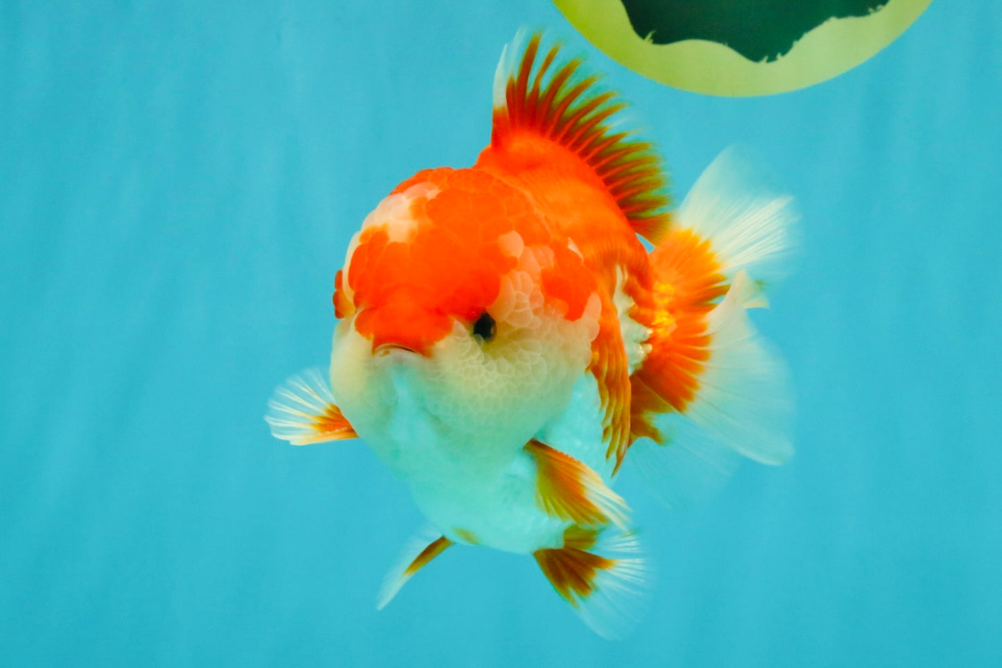 SPECIAL AAA Grade Red White Yuanbao Male 5-5.5 inches #050826YB_09