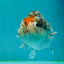 Special Pepper Kirin Blue Base Ranchu Female 4.5 inches #1018LC_10