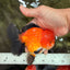 CHUBBY AAA Grade Apache Oranda Male 5 inches #082826OR_10