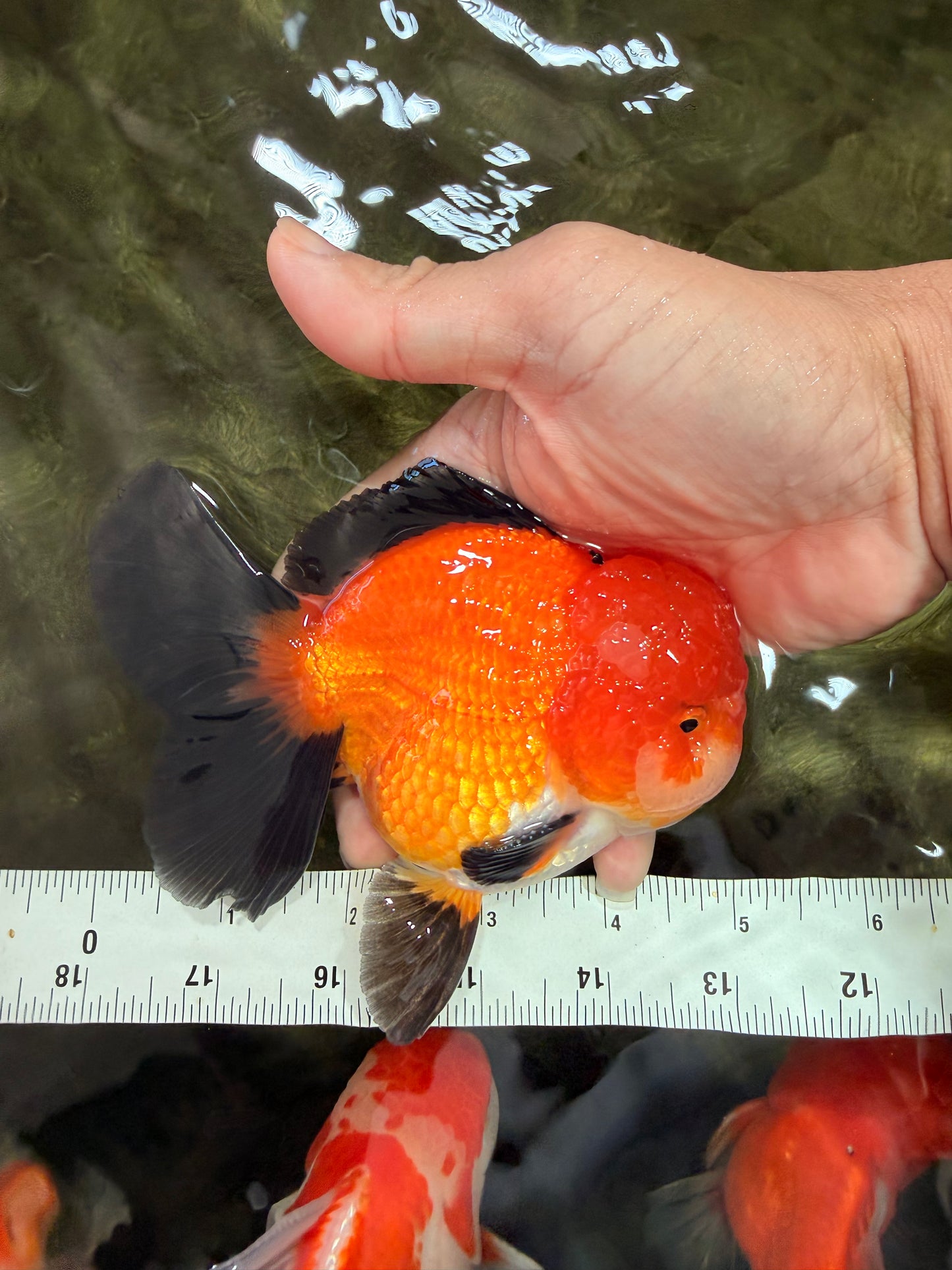 CHUBBY AAA Grade Apache Oranda Male 5 inches #082826OR_10
