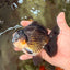 AAA Grade Panda Yuanbao Male 4.5-5 inches #082126YB_23
