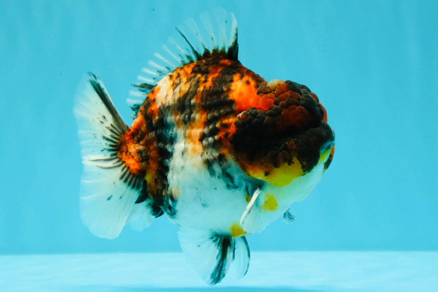 UNIQUE AAA Grade Special Tiger Yuanbao Male 5-5.5 inches #031326YB_23