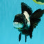 ROYAL A Grade Panda Oranda Female 5.5-6 inches #031326OR_24