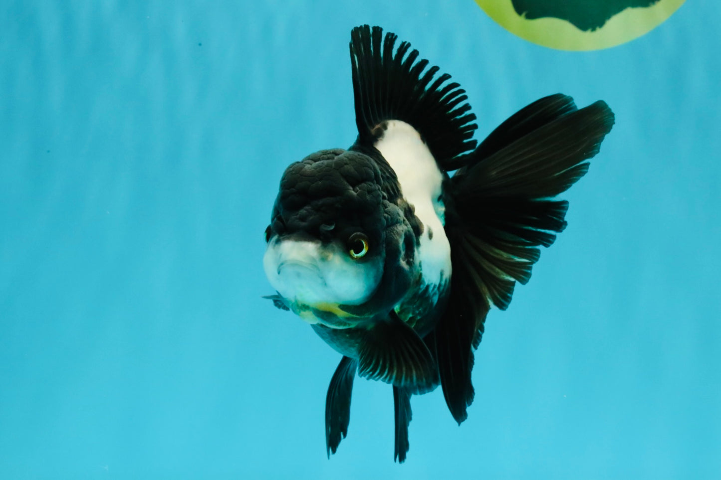ROYAL A Grade Panda Oranda Female 5.5-6 inches #031326OR_24
