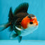 A Grade Nugget Tricolor Button Eyes Oranda Male 4.5 inches #010325OR_17