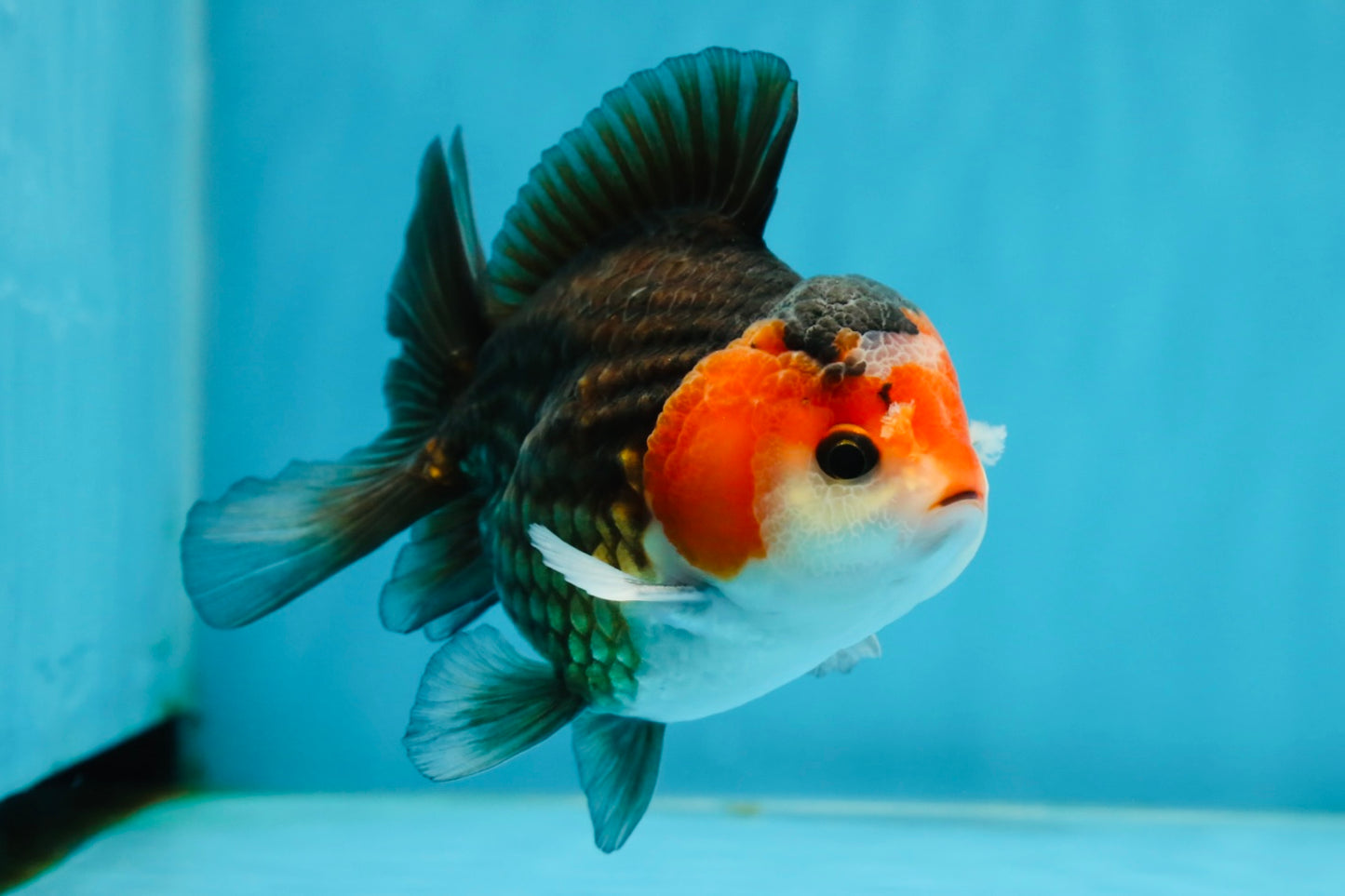 A Grade Nugget Tricolor Button Eyes Oranda Male 4.5 inches #010325OR_17