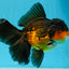 CHONKY A Grade Apache Oranda Male 5.5-6  inches #041026OR_13