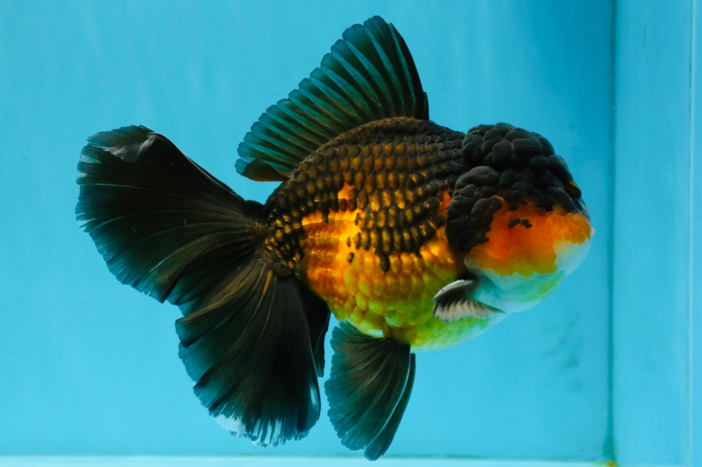 CHONKY A Grade Apache Oranda Male 5.5-6  inches #041026OR_13