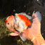 CHONKY AAA Grade Special Marble Oranda Male 6.5 inches #051526OR_01