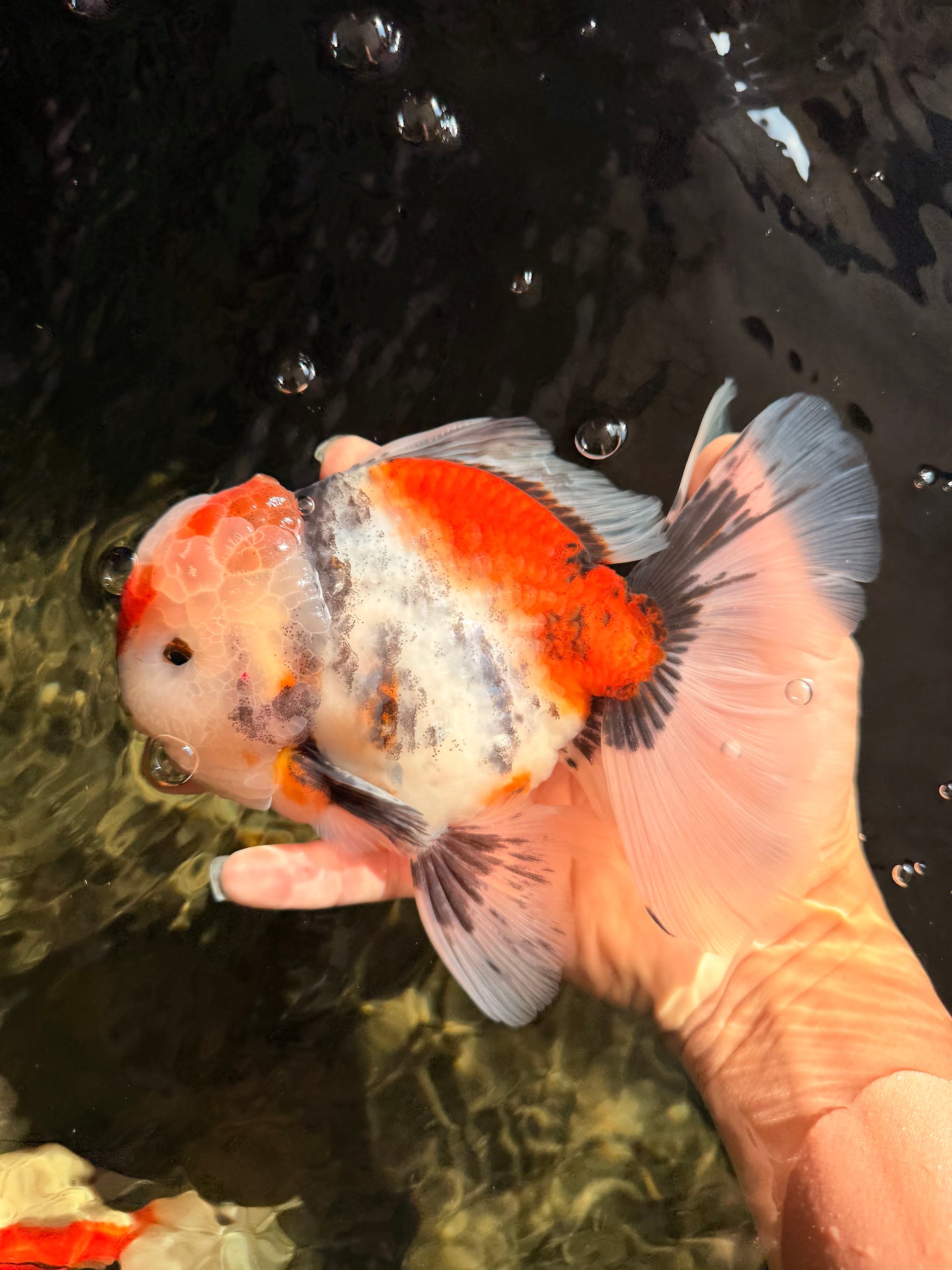 CHONKY AAA Grade Special Marble Oranda Male 6.5 inches #051526OR_01
