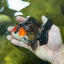 A Grade Nugget Tricolor Button Eyes Oranda Male 4.5 inches #010325OR_17