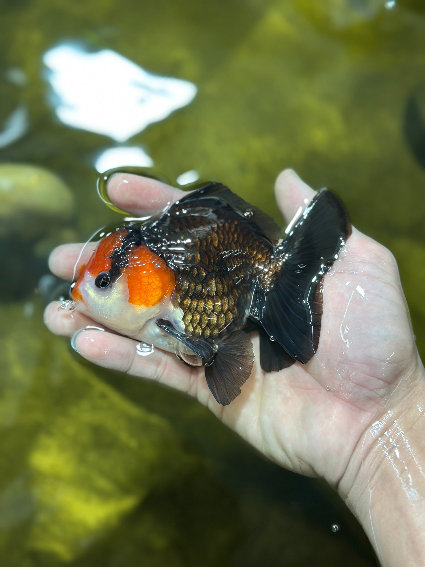 A Grade Nugget Tricolor Button Eyes Oranda Male 4.5 inches #010325OR_17