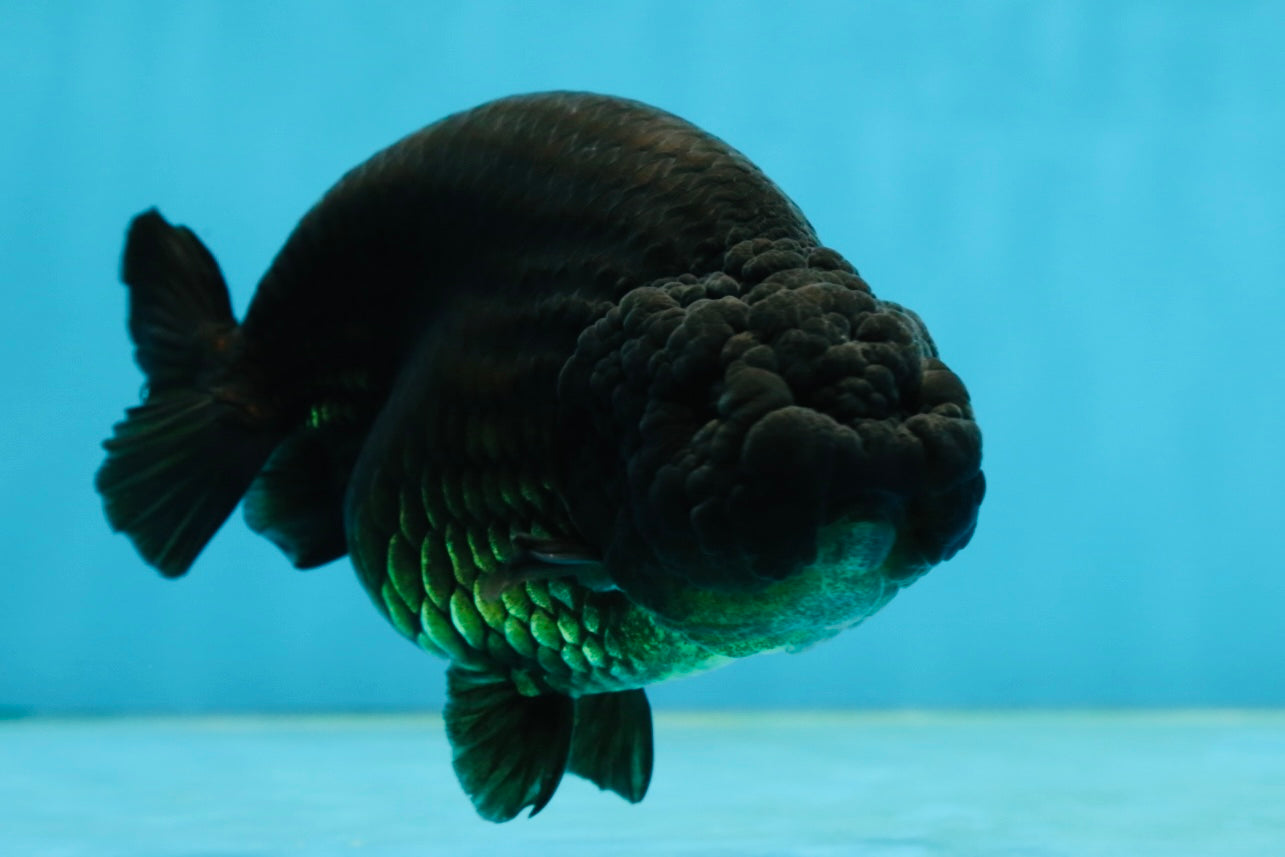 AAA Grade Black LionQueen 5 inches #062725LC_05