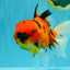 AAA Grade Jumbo Tiger Oranda Male 7.5 inches #031326OR_01