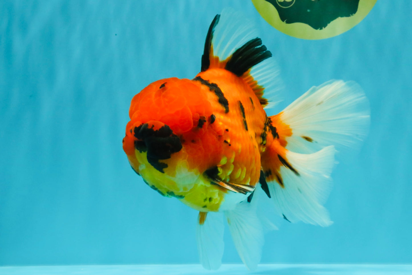AAA Grade Jumbo Tiger Oranda Male 7.5 inches #031326OR_01