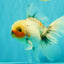 Marble Oranda Male 6.5 inches #091826OR_02
