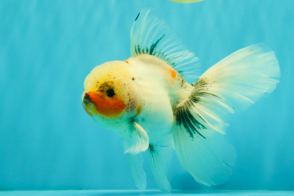 Marble Oranda Male 6.5 inches #091826OR_02