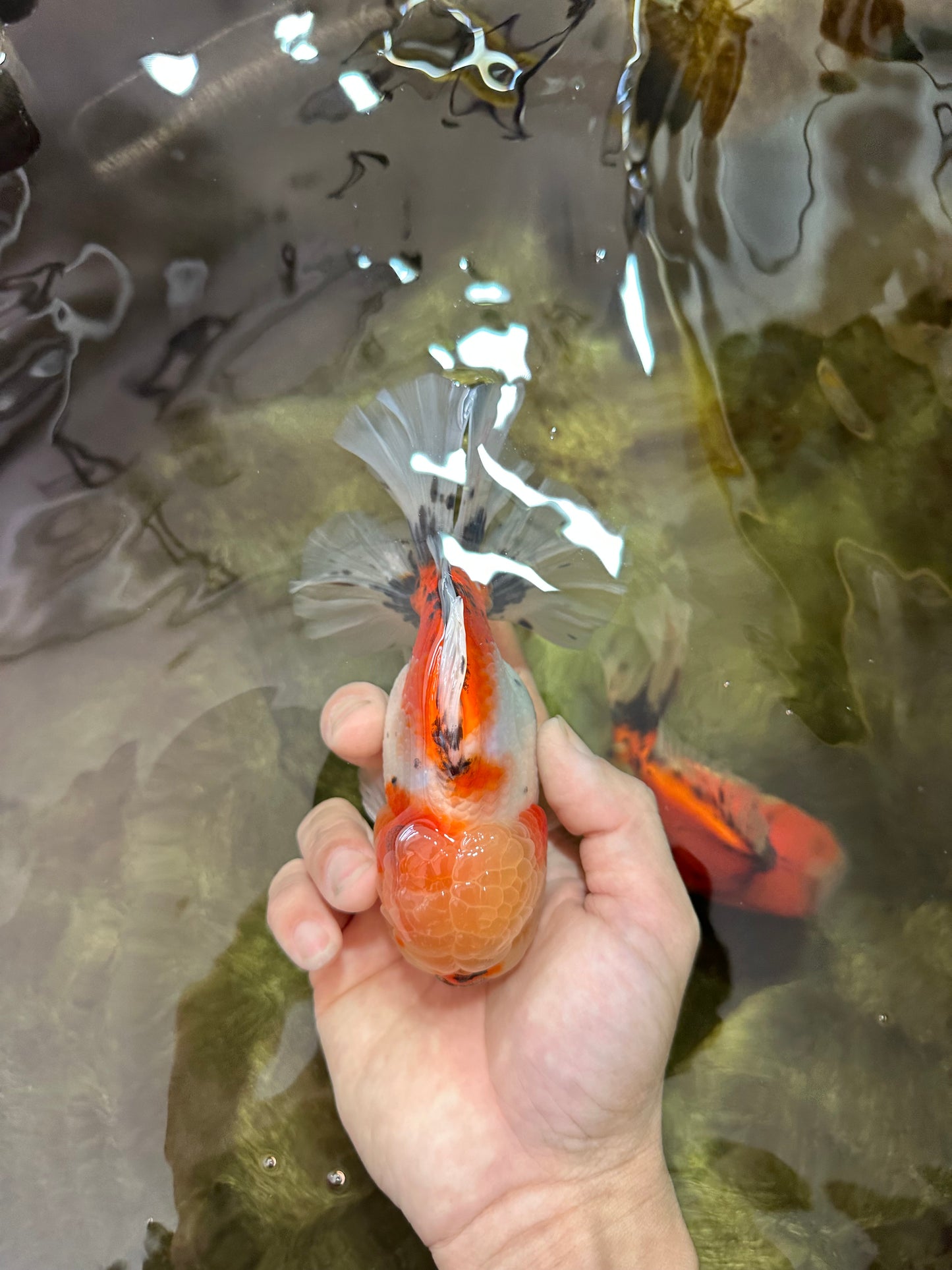 AAA BULL DOG Grade Godzilla Calico Sakura Button Eyes Oranda Male 5.5 inches #051625OR_19