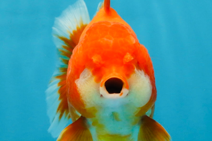 CHUBBY AAA Grade Red White Yuanbao Male 4.5 inches #121225YB_01