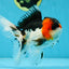 A Grade Tricolor Oranda Male 5.5 inches #051625OR_30