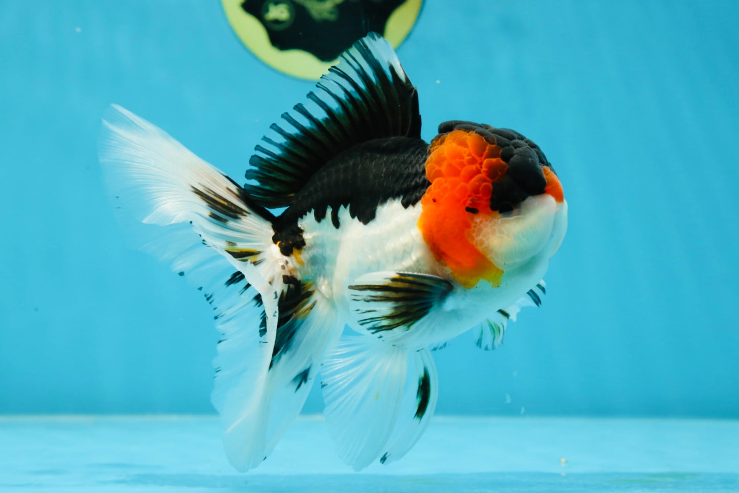 A Grade Tricolor Oranda Male 5.5 inches #051625OR_30