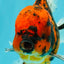 A Grade Tiger Oranda Male 6-6.5 inches #072426OR_20