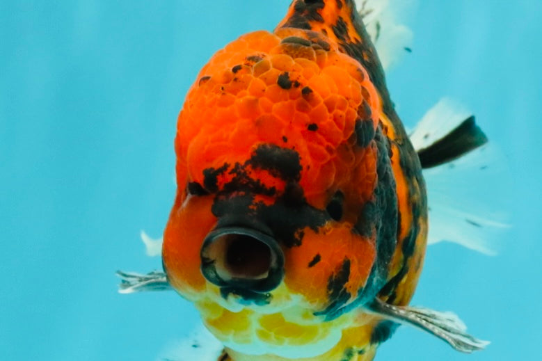 A Grade Tiger Oranda Male 6-6.5 inches #072426OR_20
