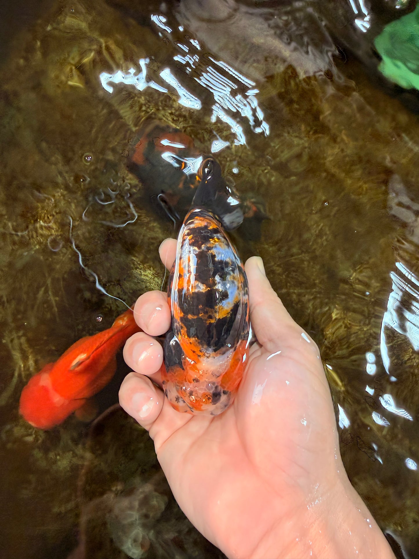 AAA Grade Chinese Calico Ranchu Female 4.5-5 inches #101725RC_17